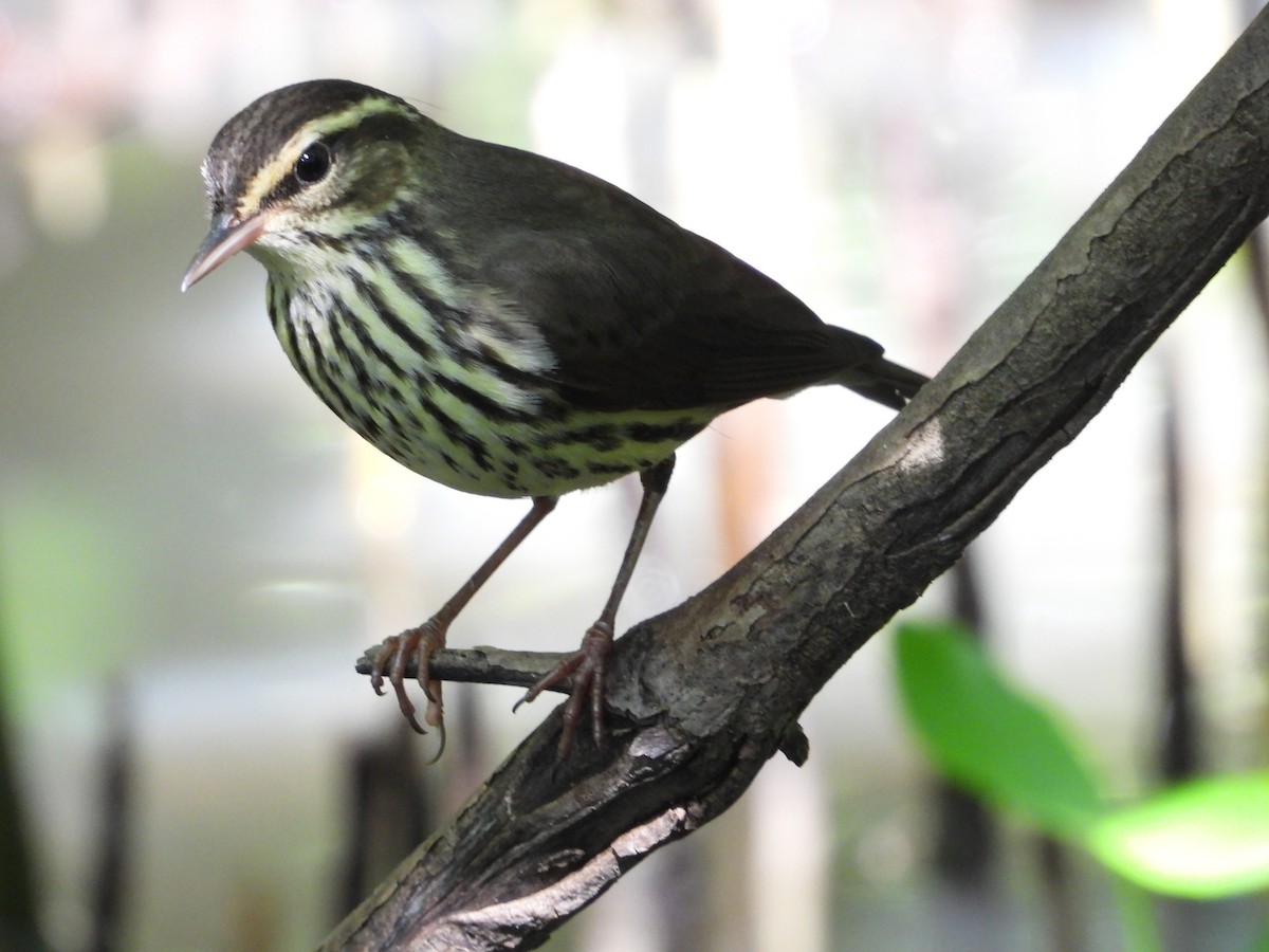 Northern Waterthrush - Juan Carlos Luna Garcia