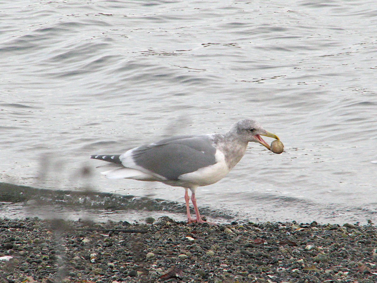 Hybride Goéland d'Audubon x G. à ailes grises - ML611854189