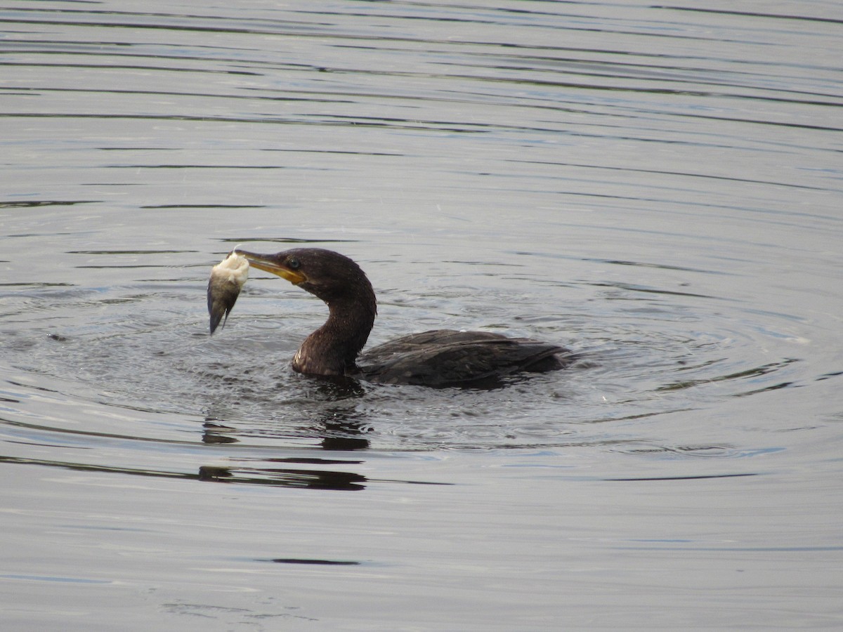 Neotropic Cormorant - ML611854197