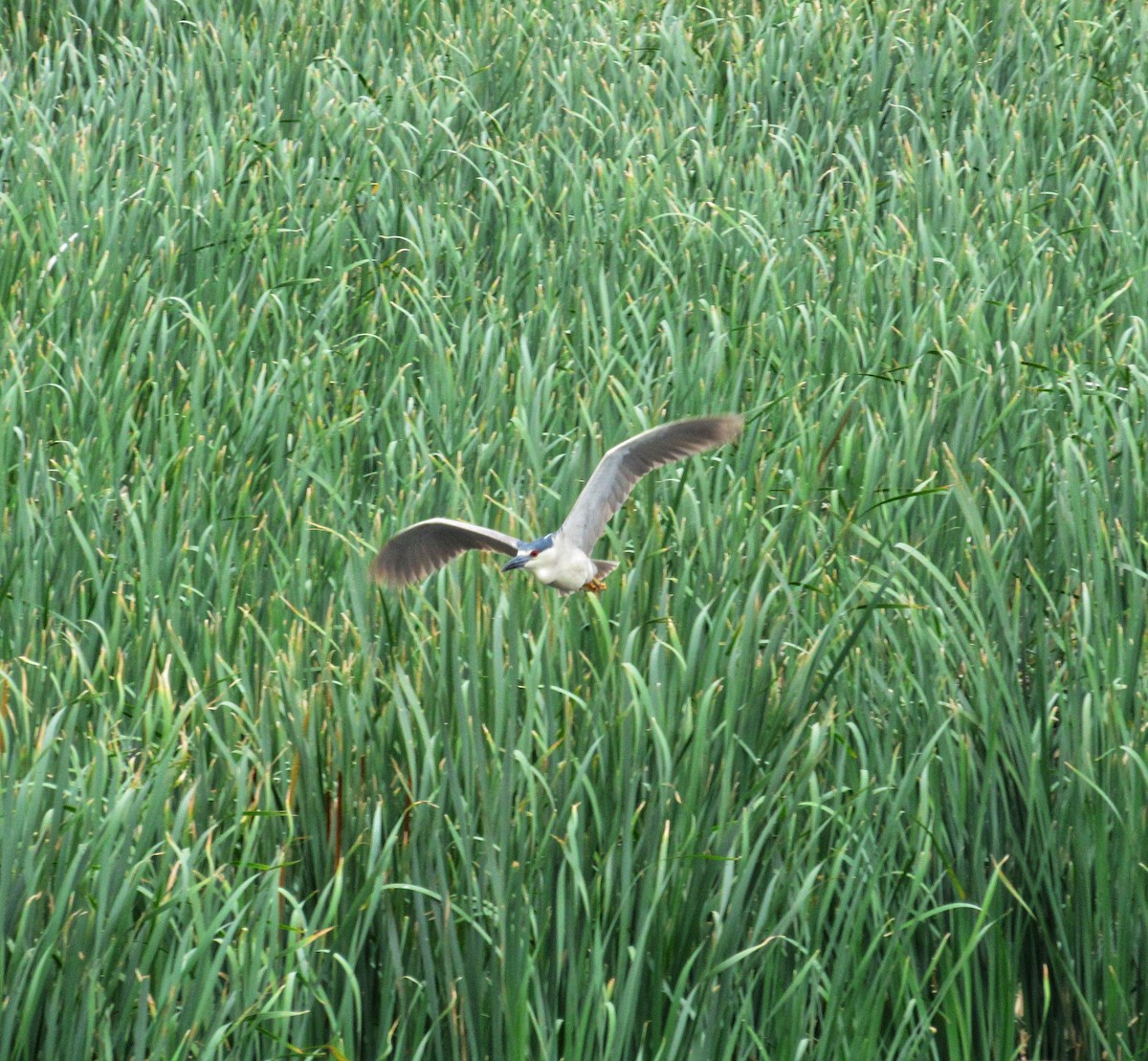 Black-crowned Night Heron - AndreLu AndreaVergara