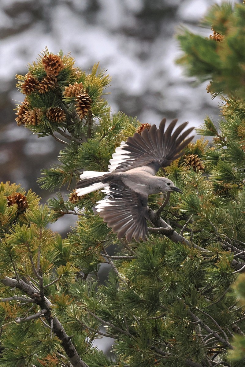 Clark's Nutcracker - ML611854216