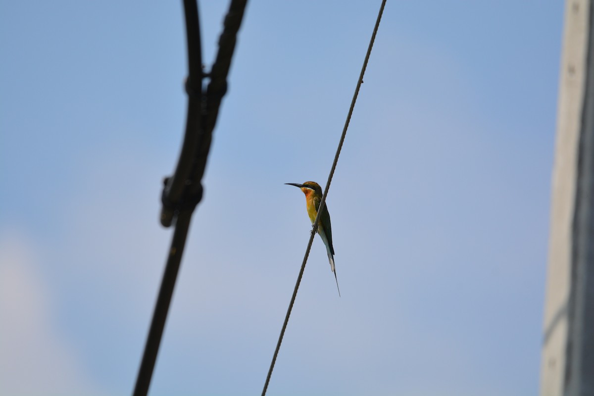 Blue-tailed Bee-eater - ML611854234