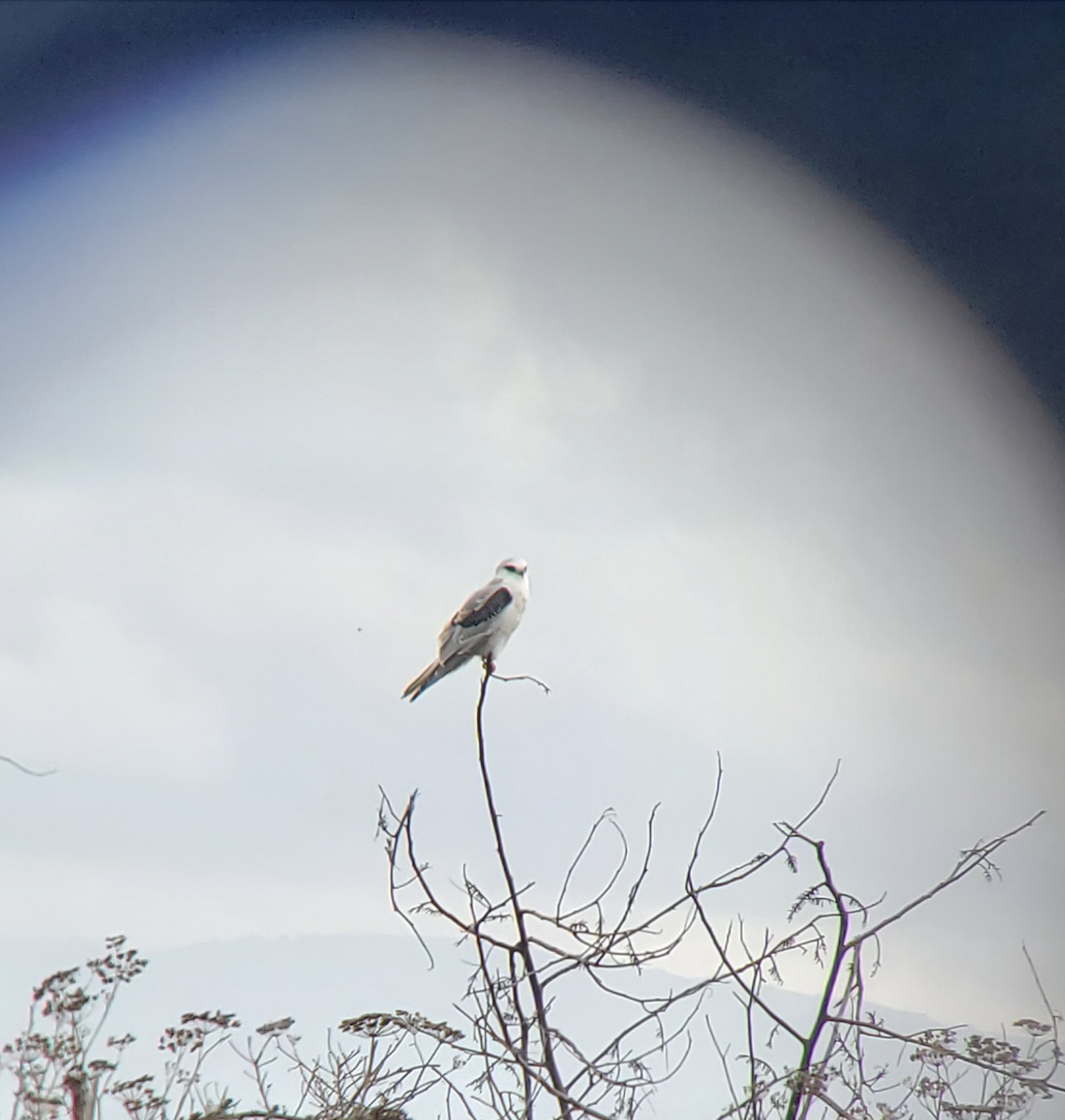 White-tailed Kite - ML611854243