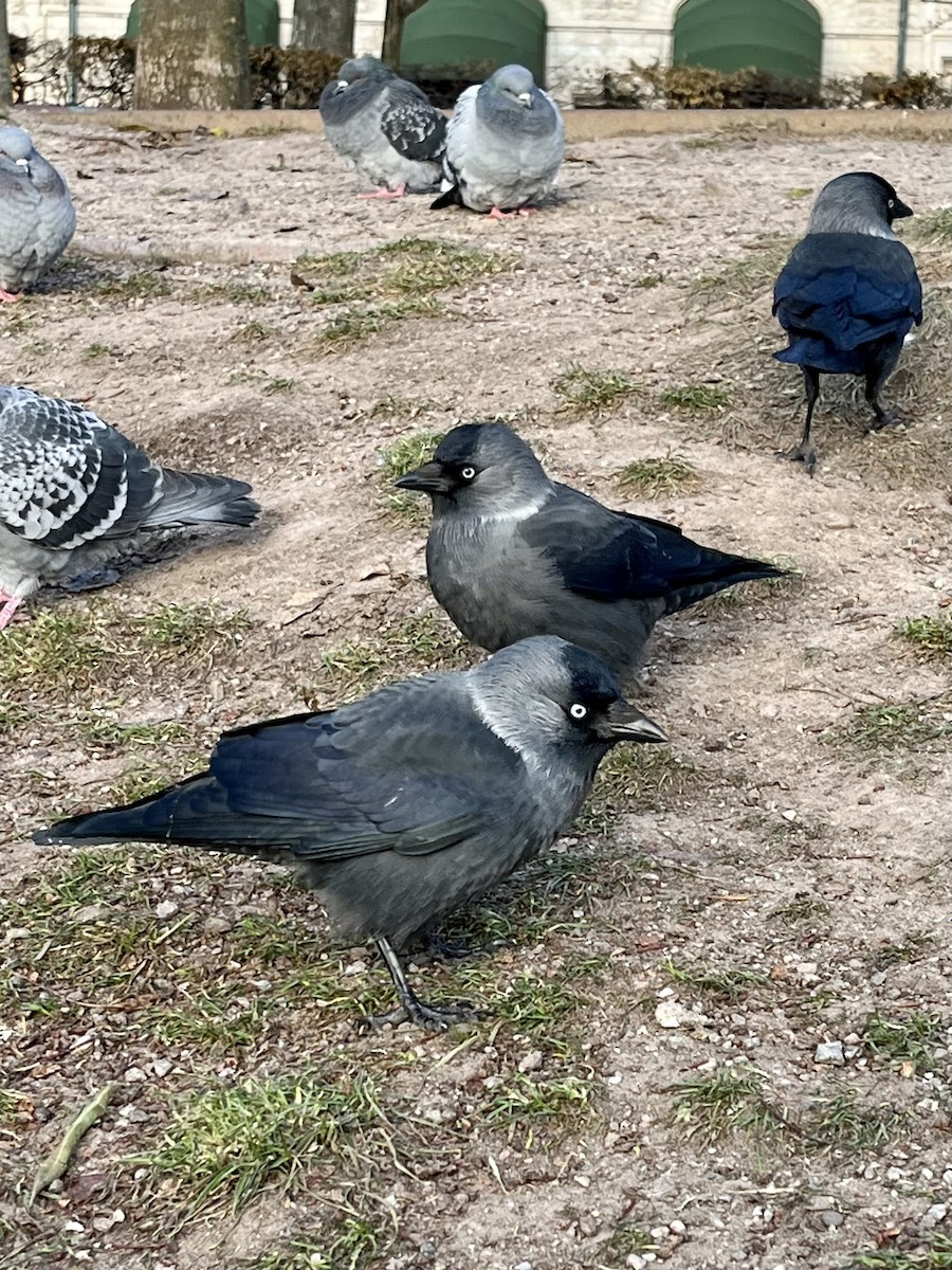 kavka obecná - ML611854248