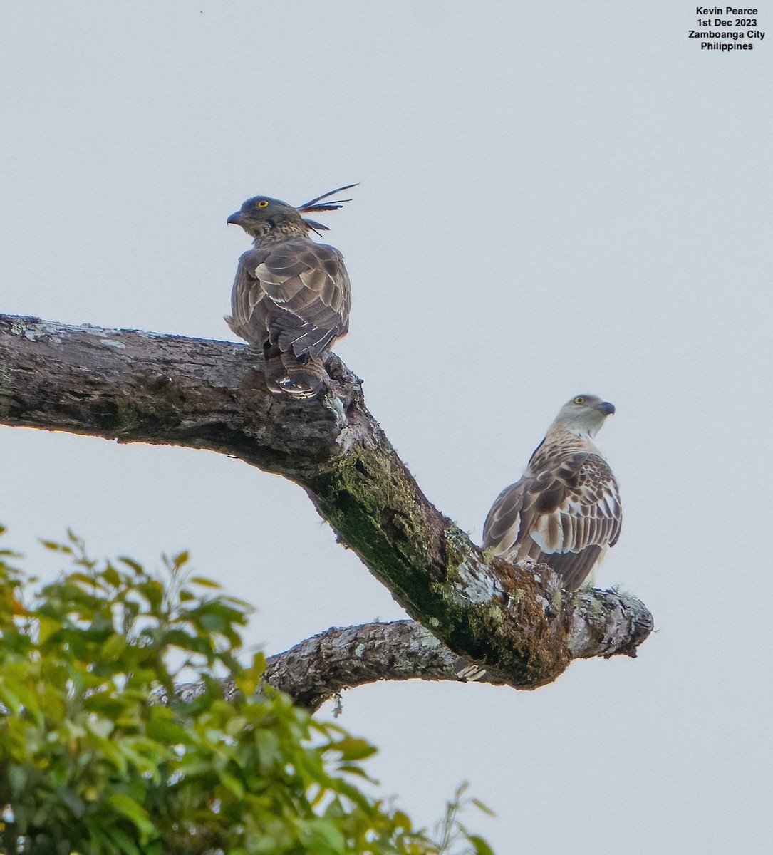 Philippine Honey-buzzard - Kevin Pearce