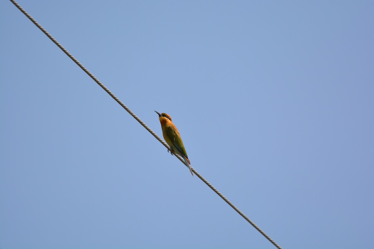 Blue-tailed Bee-eater - ML611854329