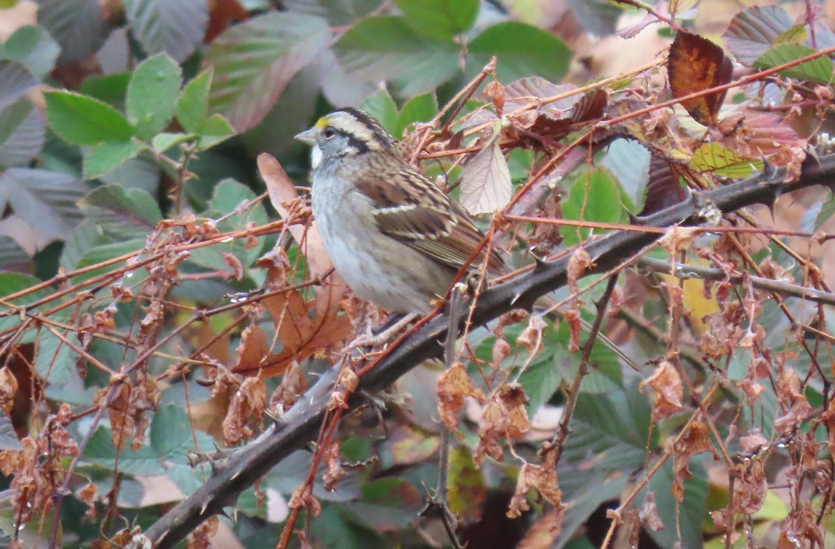 White-throated Sparrow - ML611854378