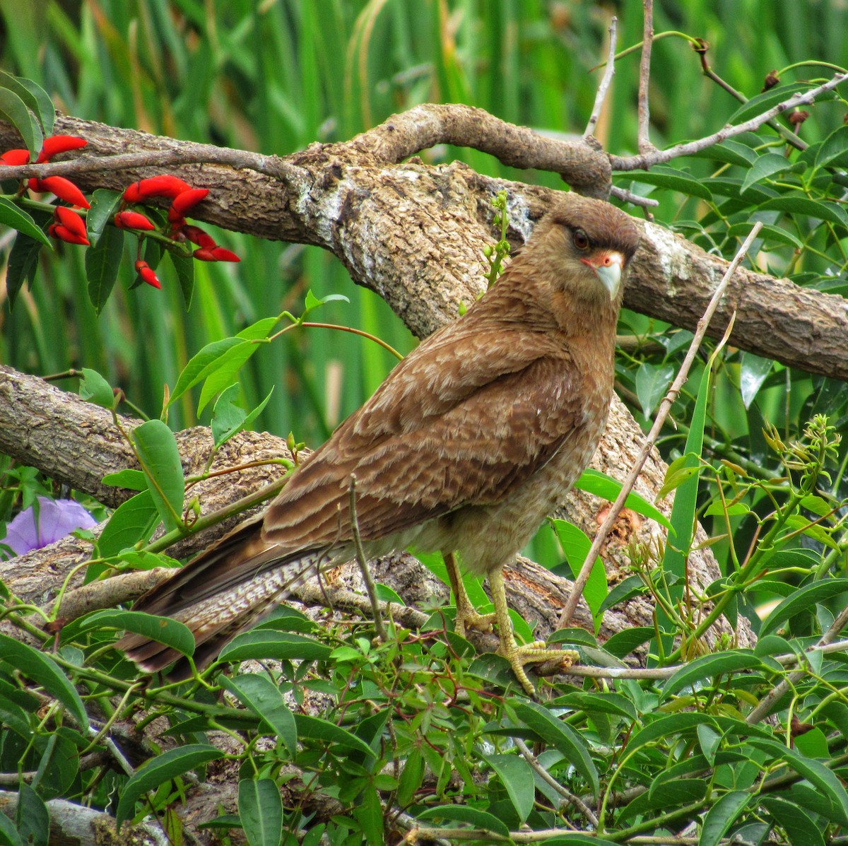 Chimango Caracara - ML611854394