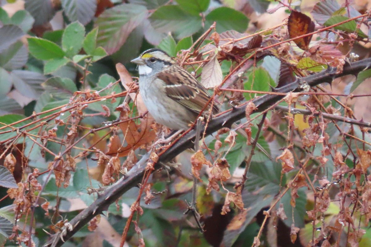 White-throated Sparrow - ML611854395
