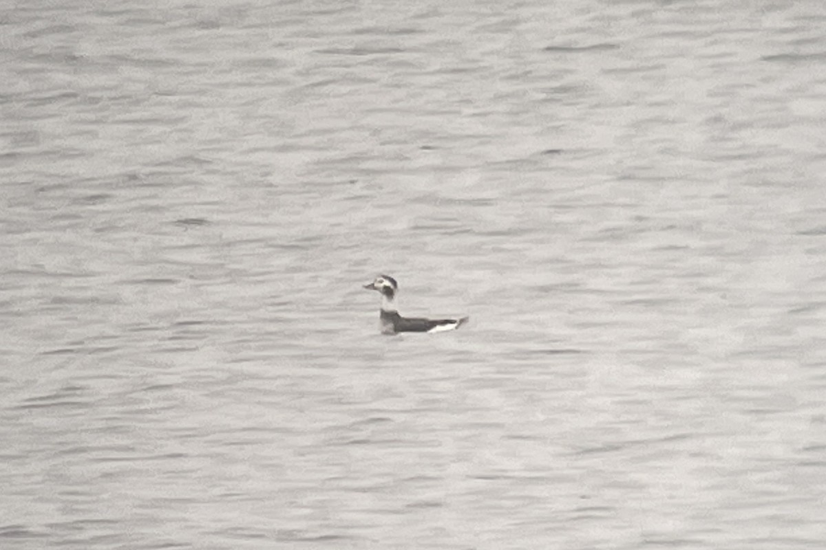 Long-tailed Duck - ML611854523