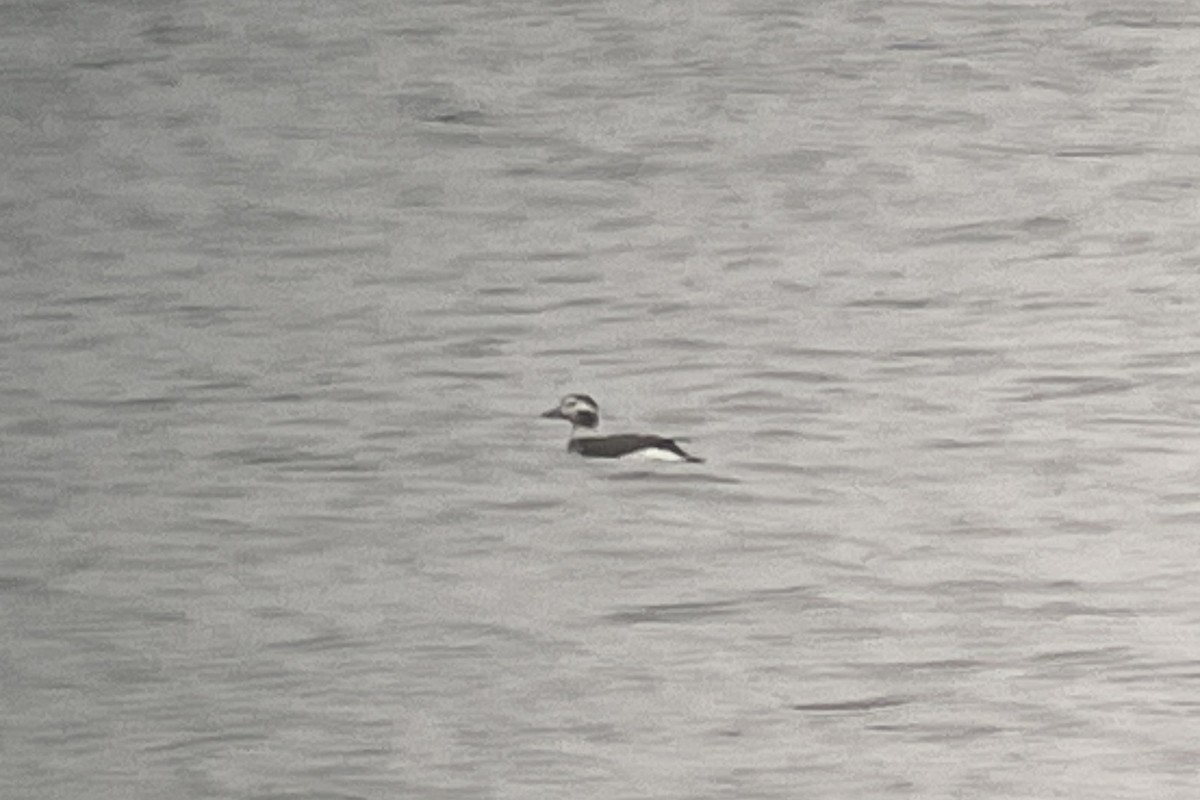 Long-tailed Duck - ML611854526