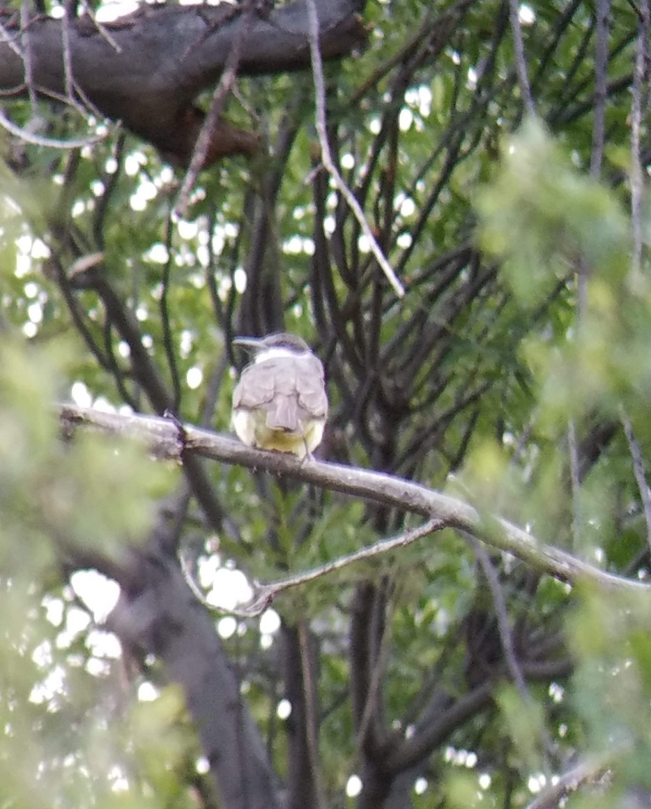 Thick-billed Kingbird - ML611854544