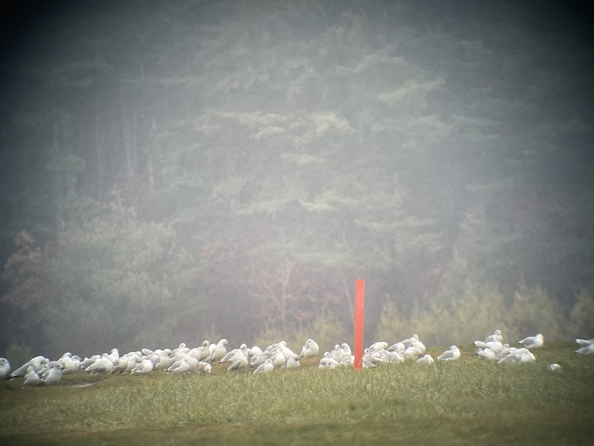 Ring-billed Gull - ML611854636