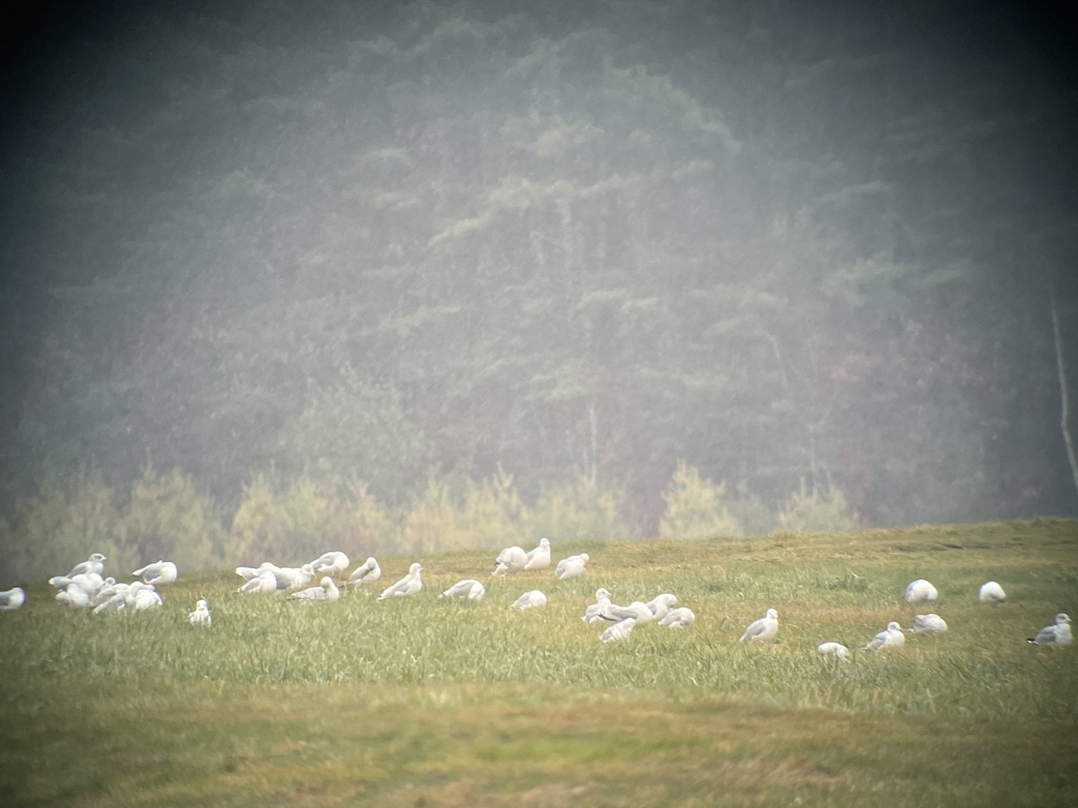 Ring-billed Gull - ML611854638