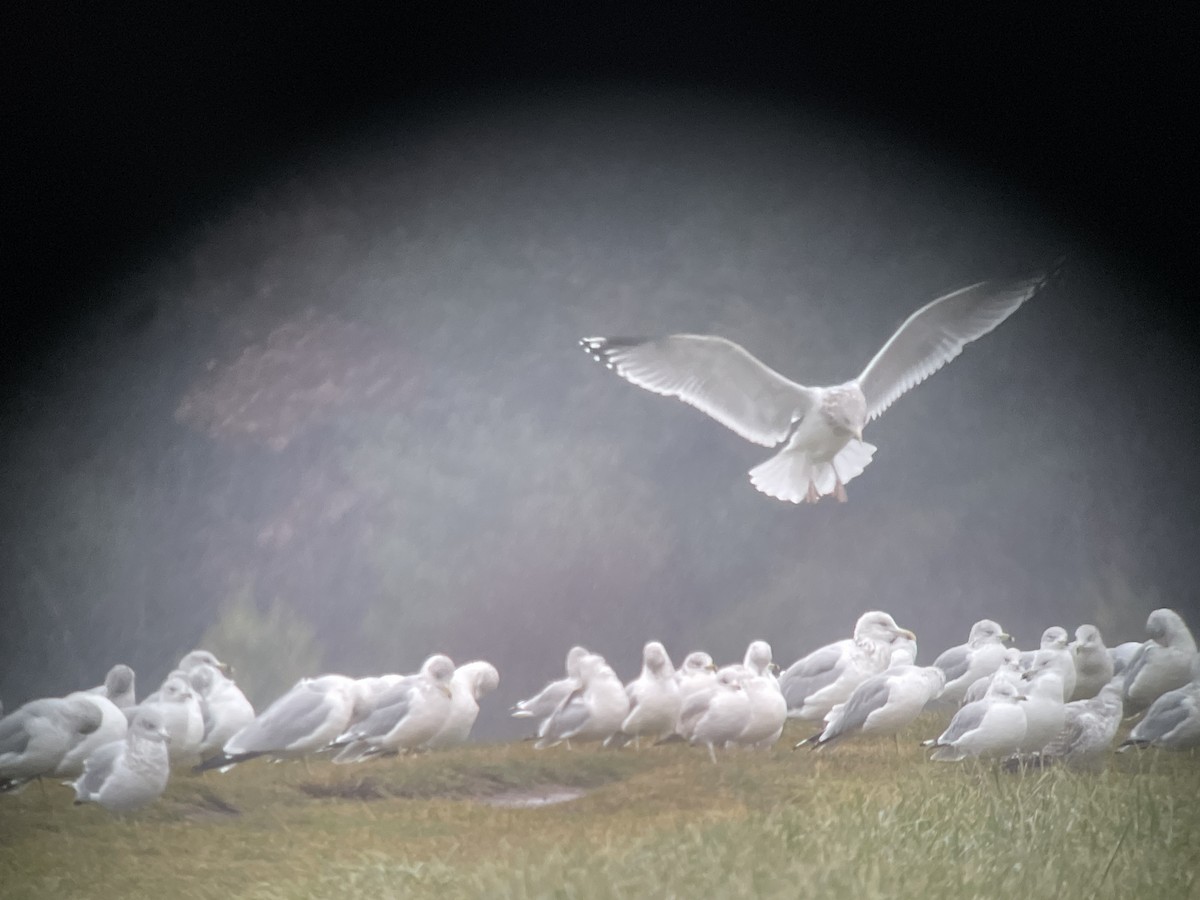 Ring-billed Gull - ML611854648