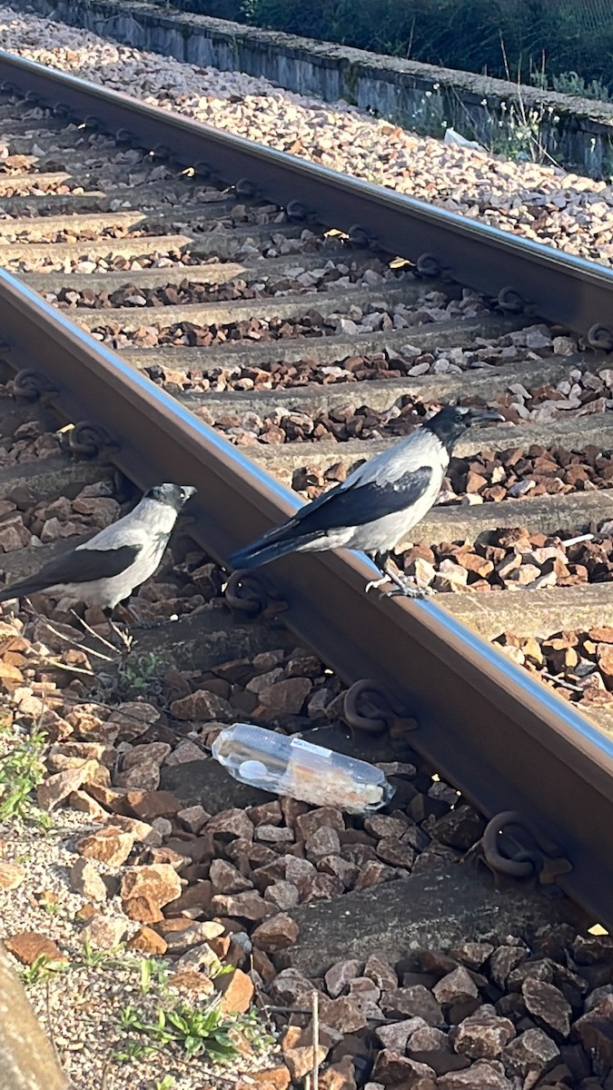 vrána šedá - ML611854649