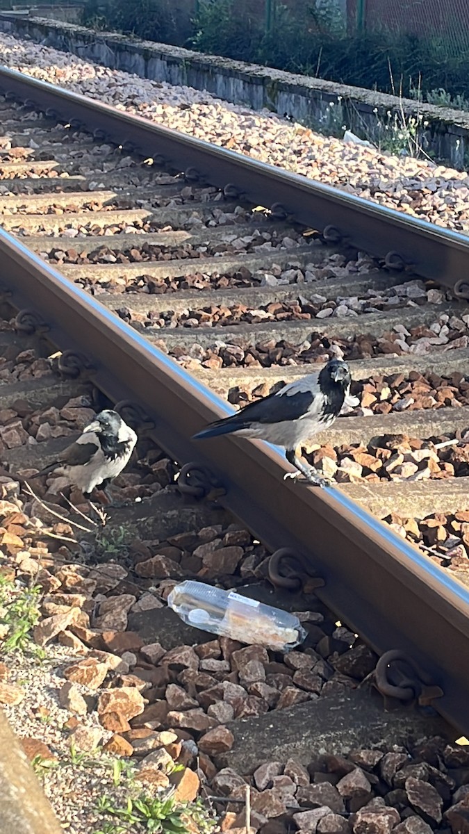 vrána šedá - ML611854651