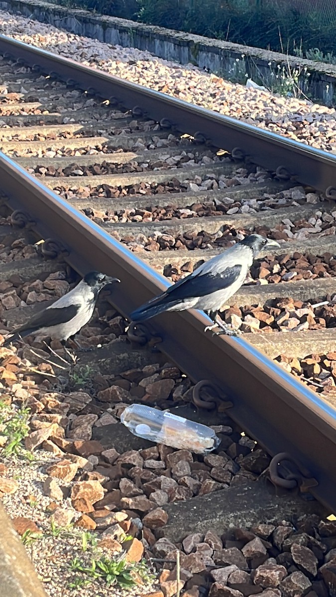 vrána šedá - ML611854652