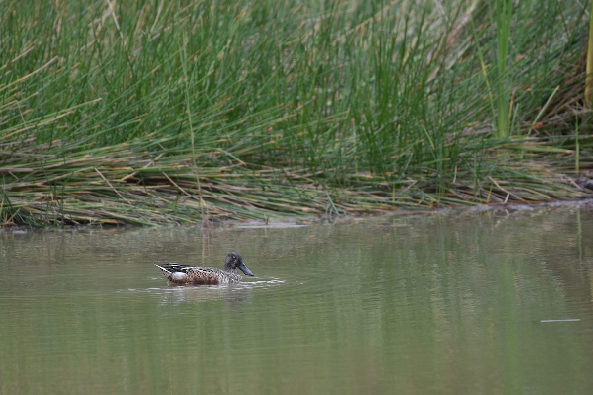 Northern Shoveler - Patrick Palines