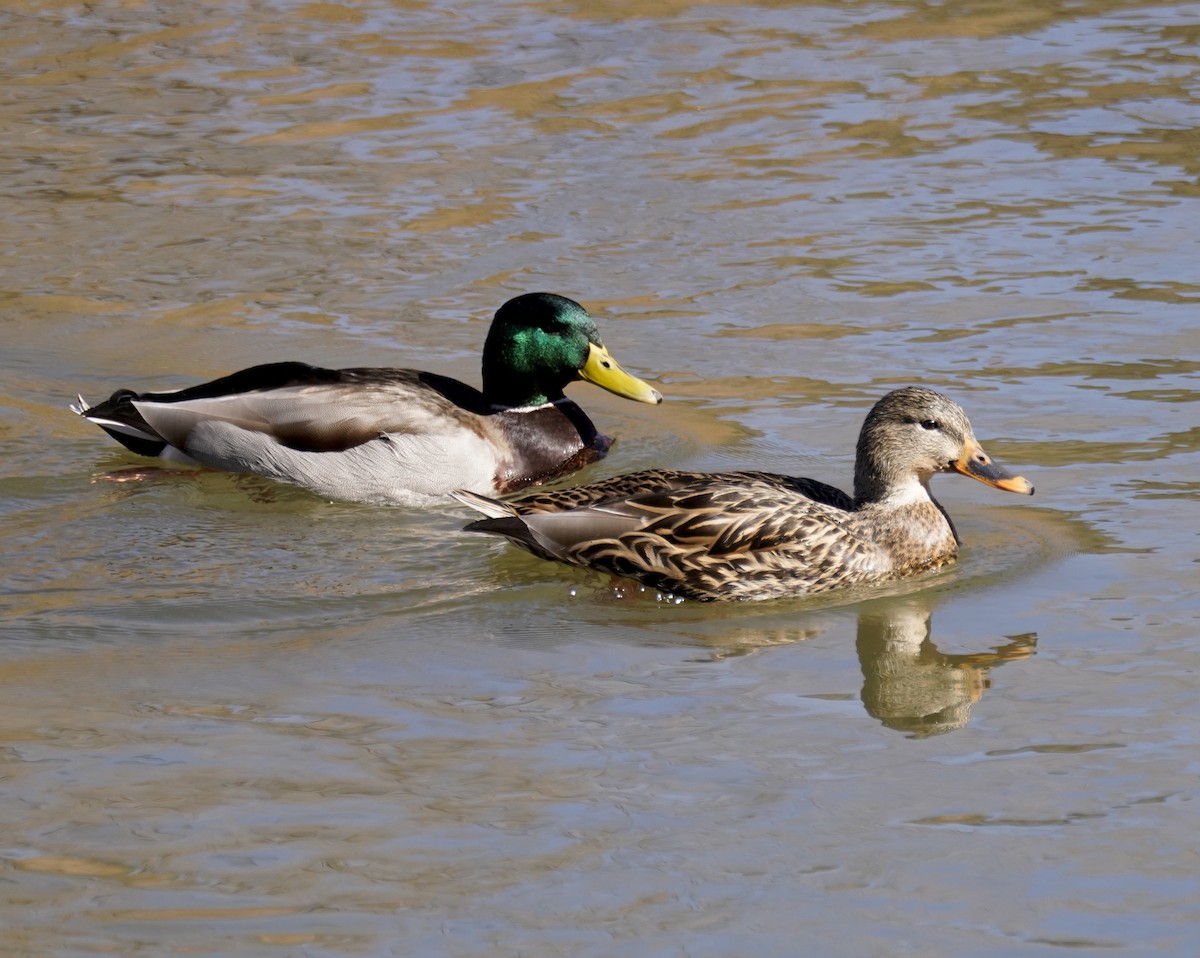 Mallard - ML611854668