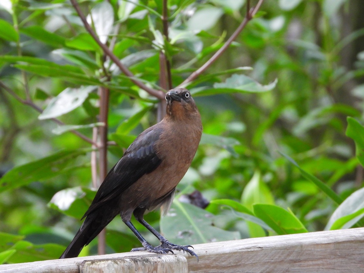 Great-tailed Grackle - ML611854673