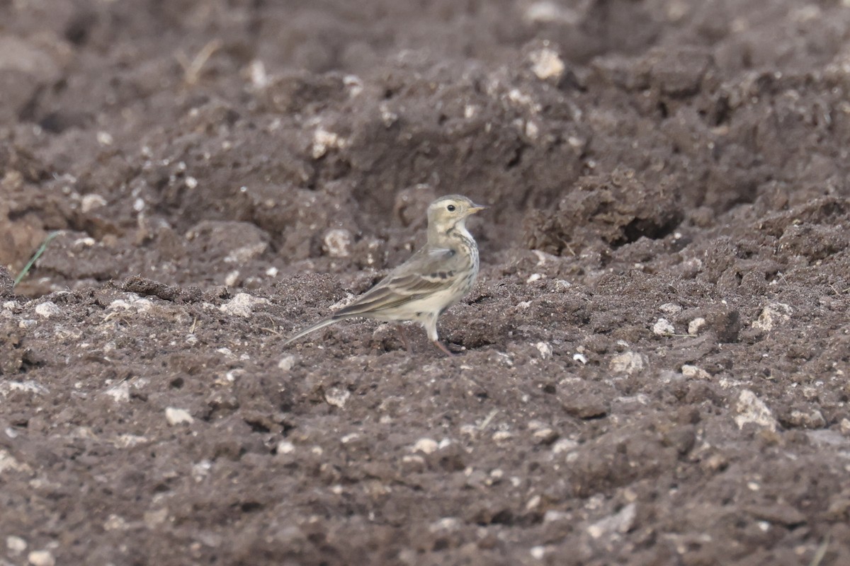 American Pipit - Brandon Corry