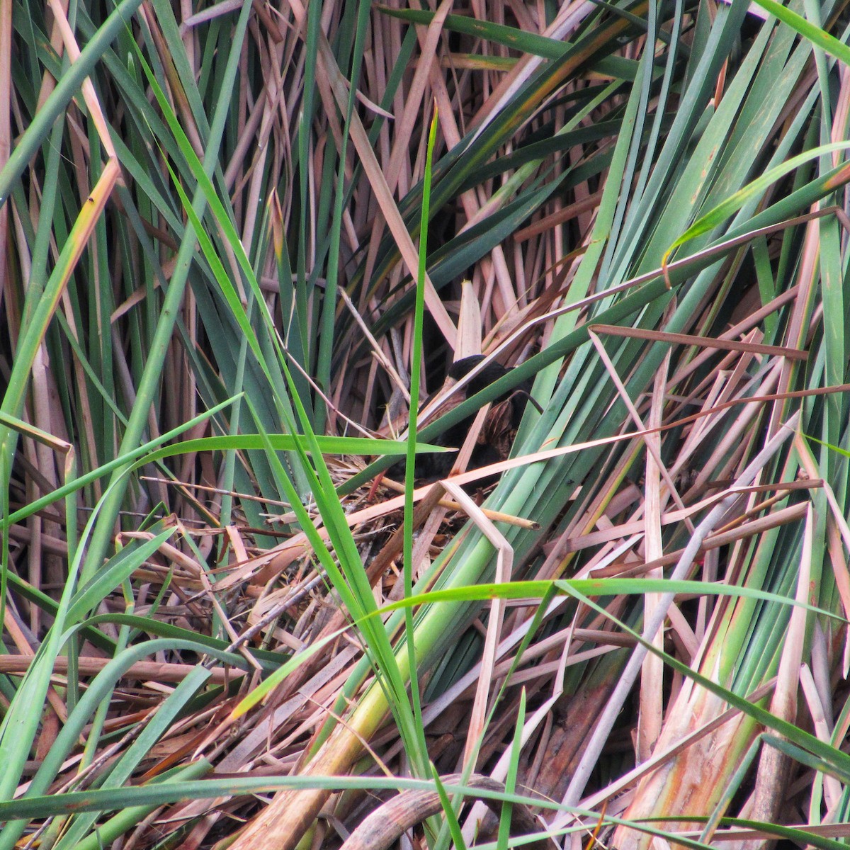 Bare-faced Ibis - ML611854749