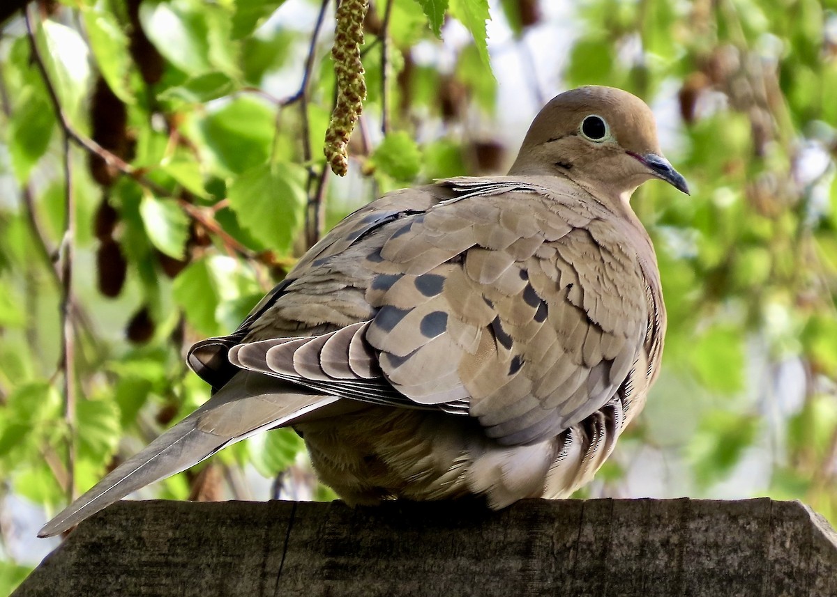 Mourning Dove - Dave Bengston