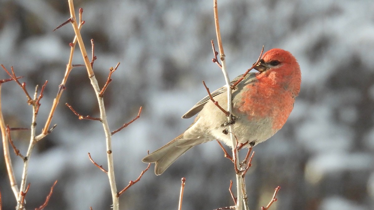 Pine Grosbeak (Rocky Mts.) - ML611854757