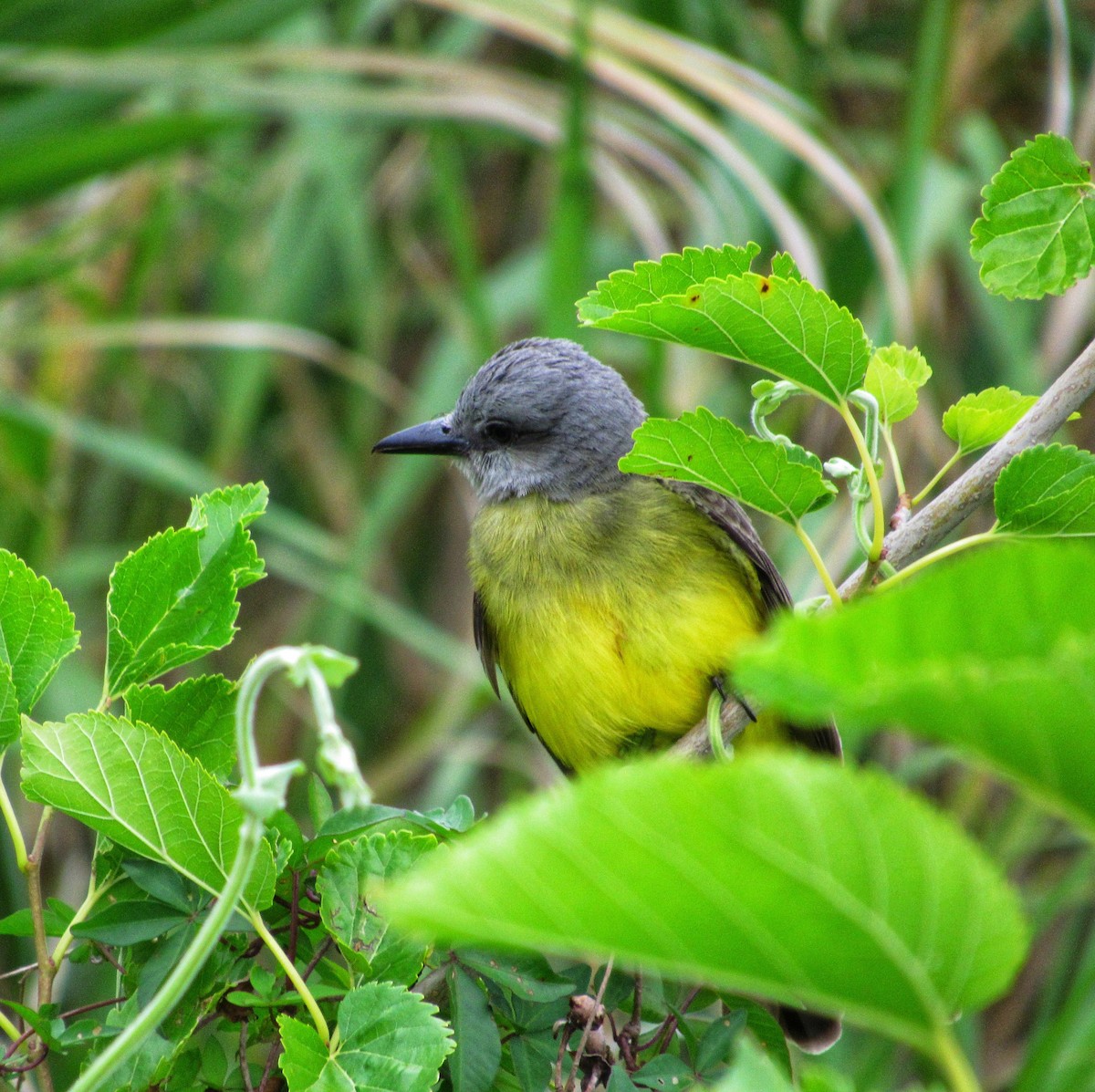 Tropical Kingbird - AndreLu AndreaVergara