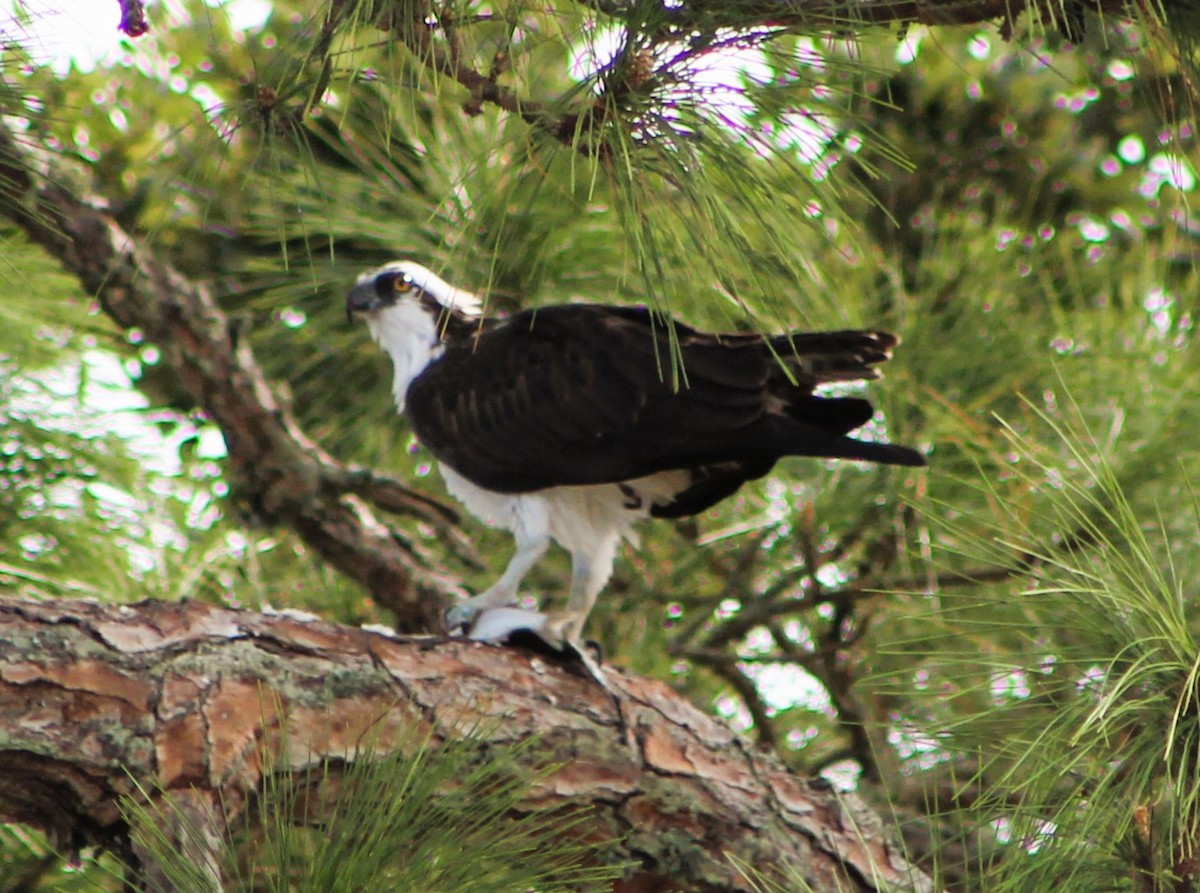 Osprey - ML611854930