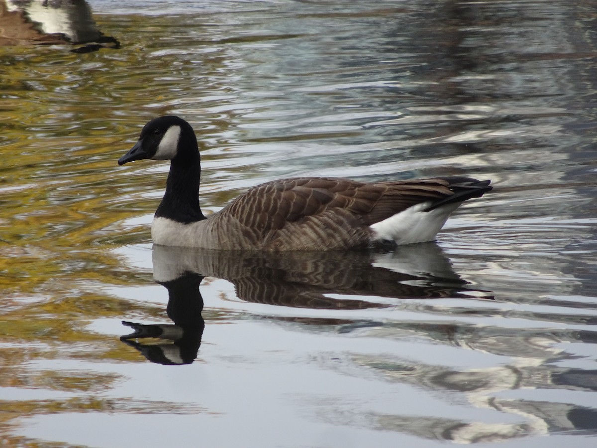 Канад галуу - ML611854935