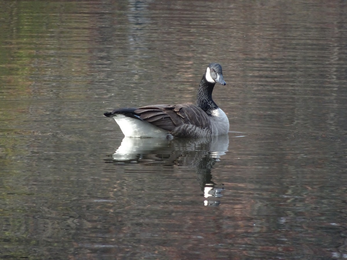 Канад галуу - ML611854936