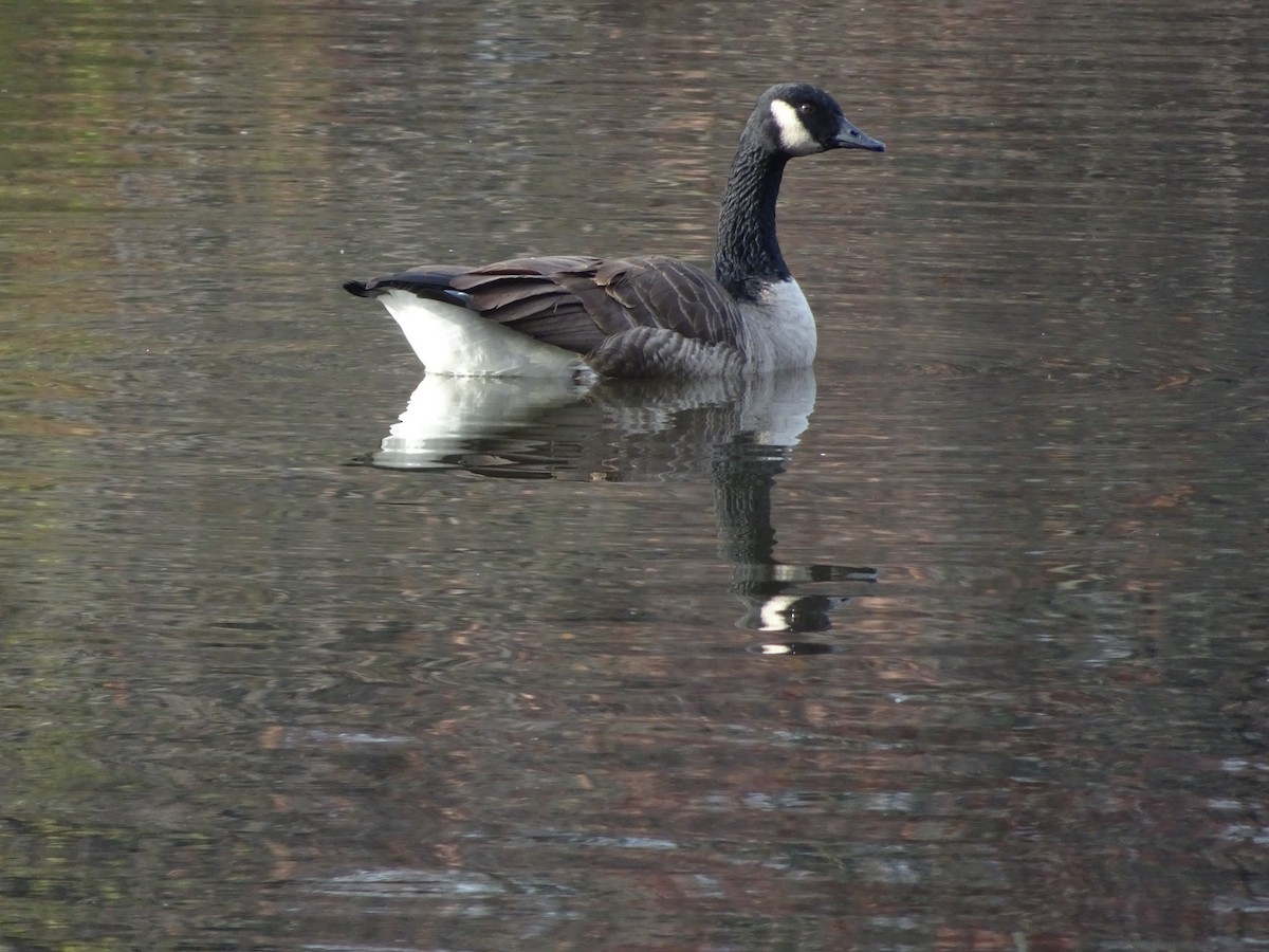 Канад галуу - ML611854937