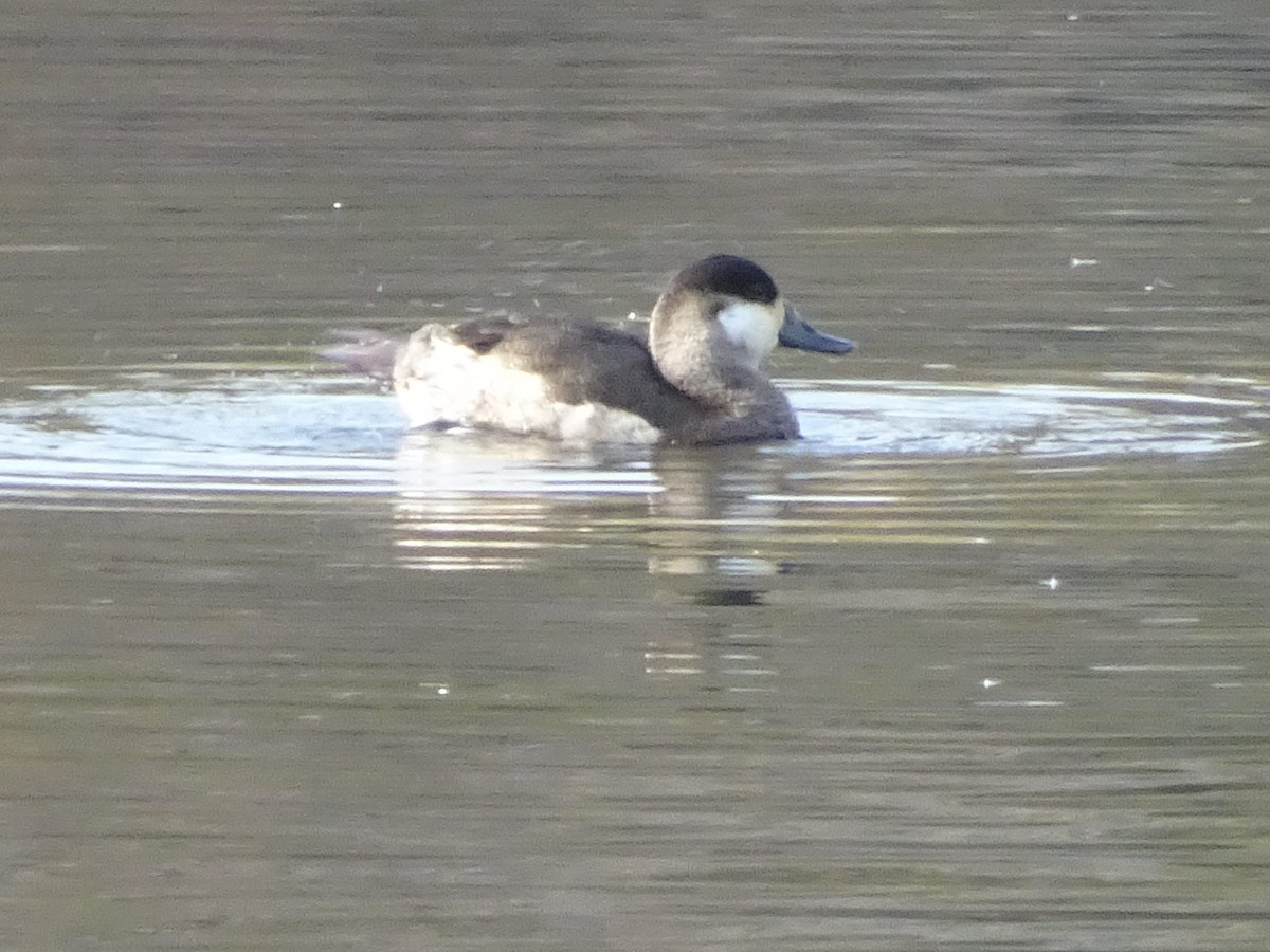 Ruddy Duck - Stephen Chang