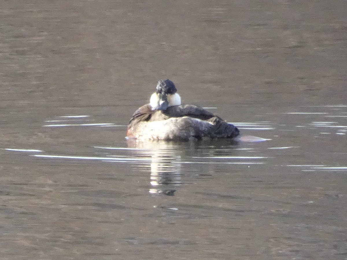 Ruddy Duck - ML611854950