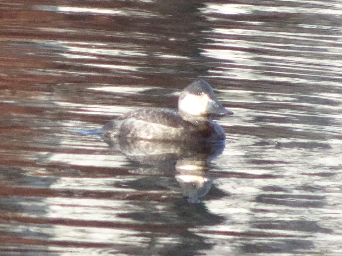 Ruddy Duck - ML611854952