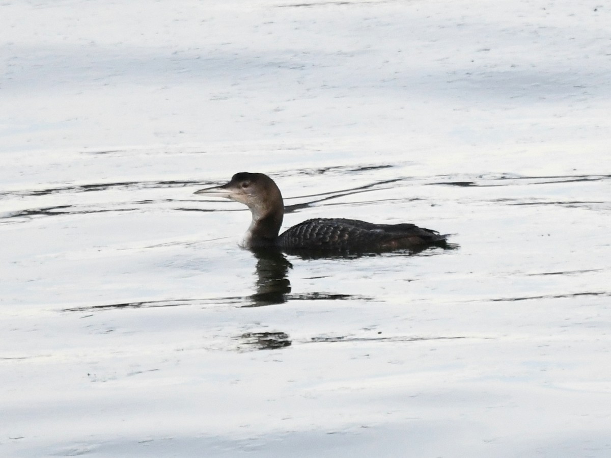 Common Loon - ML611855010