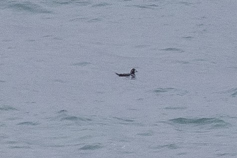 Harlequin Duck - ML611855014