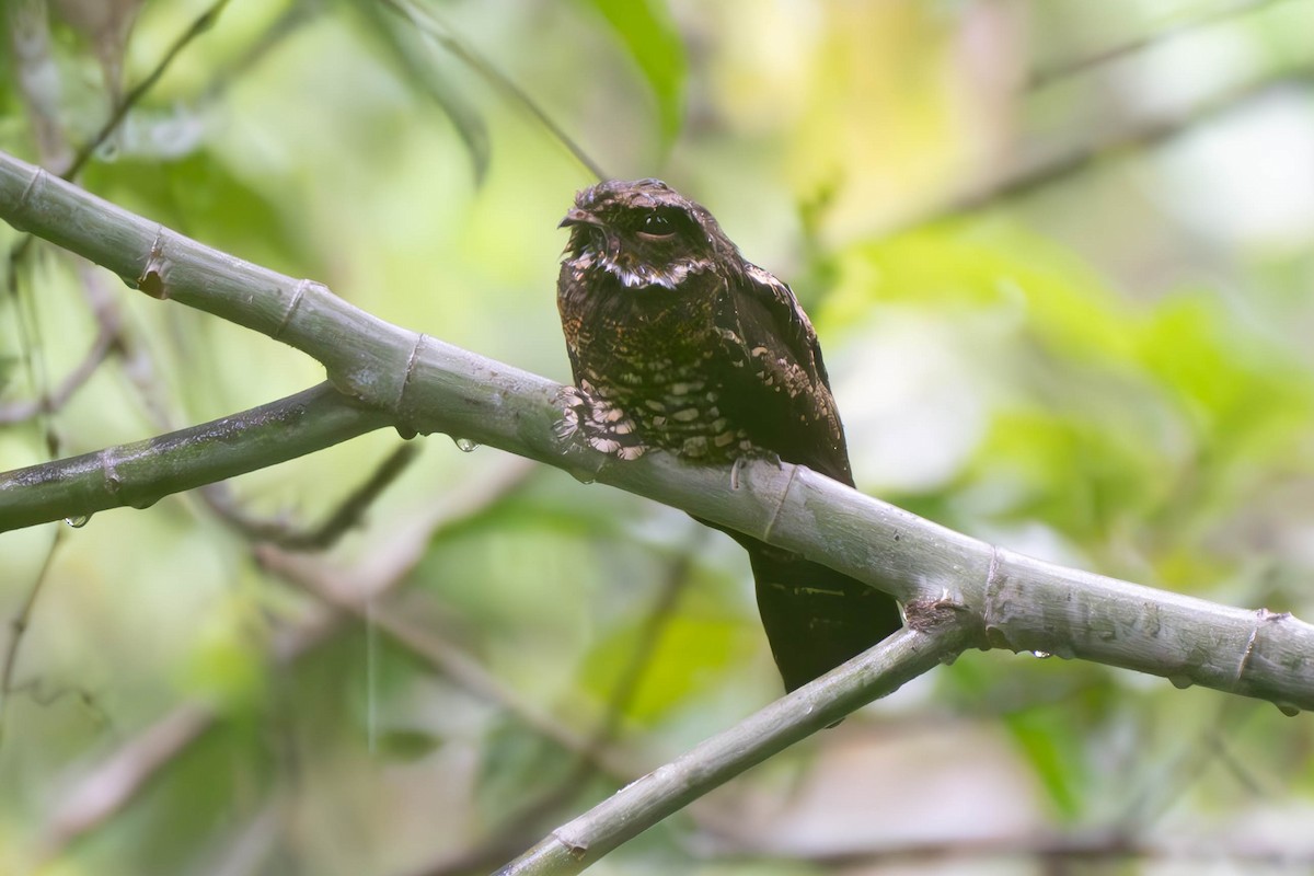 Papuan Nightjar - ML611855142