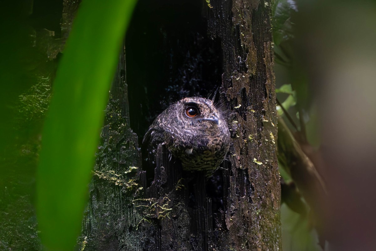 Wallace's Owlet-nightjar - ML611855151