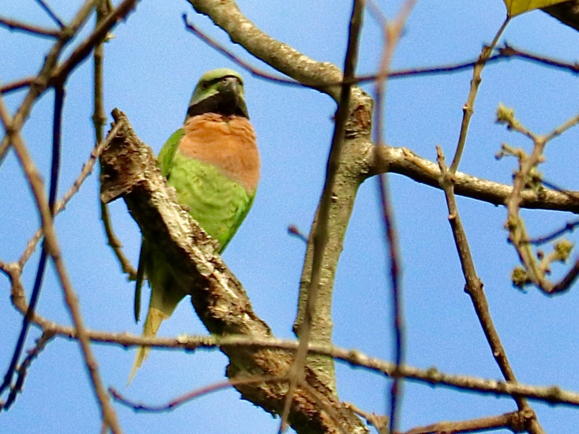 Red-breasted Parakeet - ML611855242