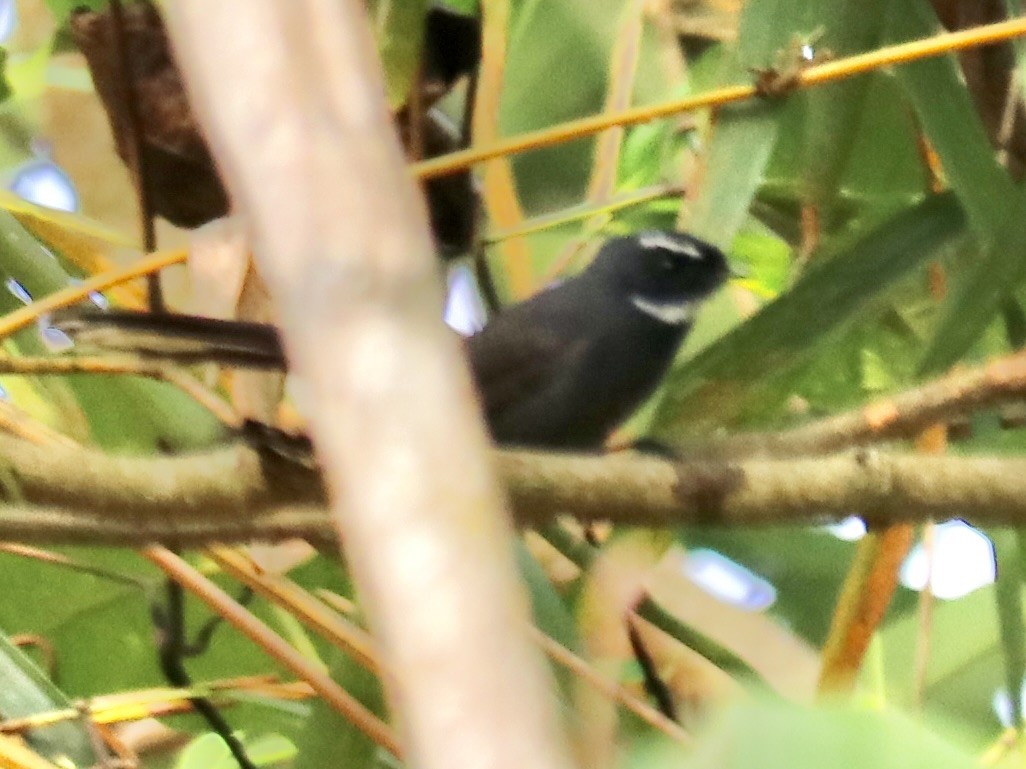 White-throated Fantail - ML611855260