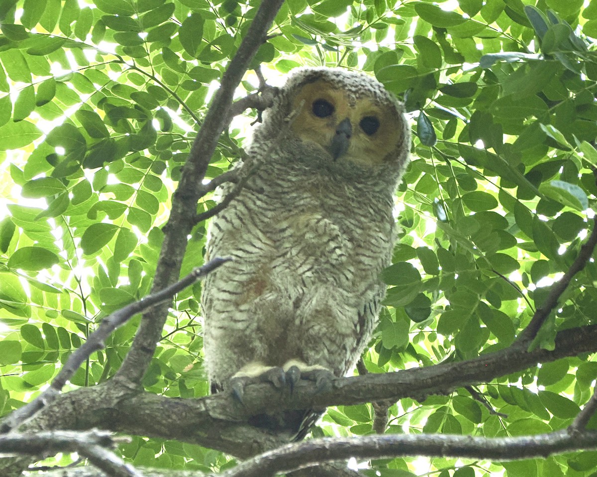 Spotted Wood-Owl - ML611855269