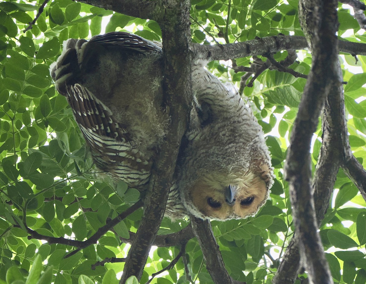 Spotted Wood-Owl - ML611855271