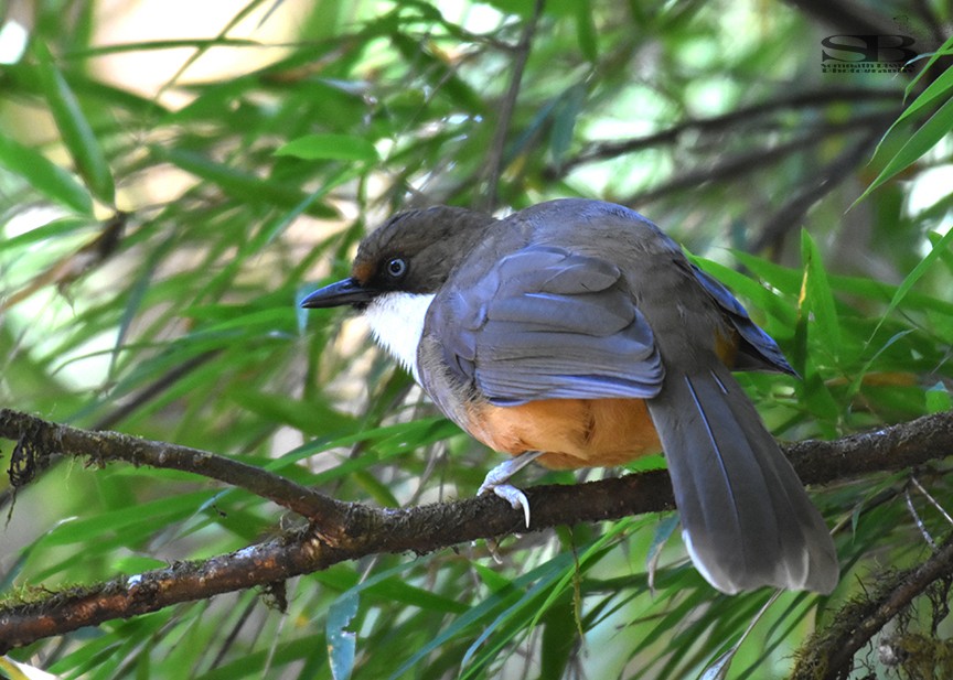 White-throated Laughingthrush - ML611855284