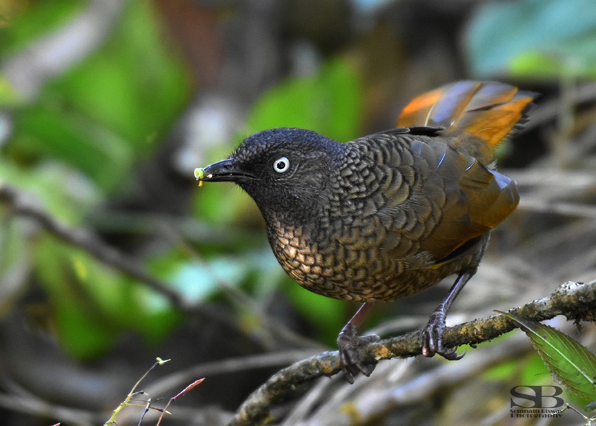 Scaly Laughingthrush - Somnath Biswas