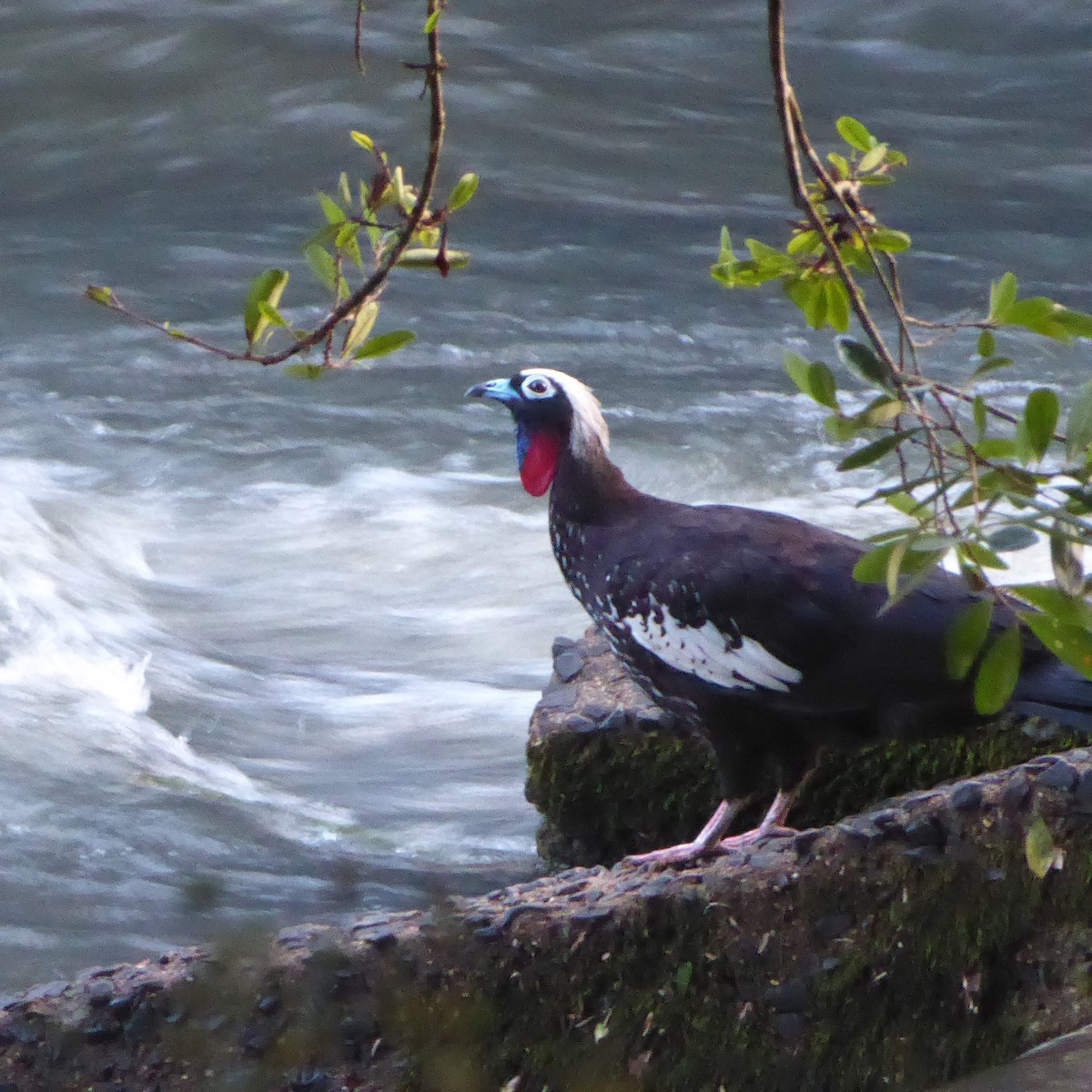 Black-fronted Piping-Guan - ML611855353