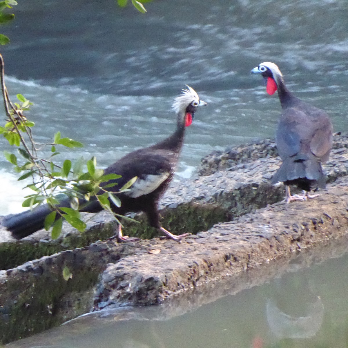 Black-fronted Piping-Guan - ML611855354