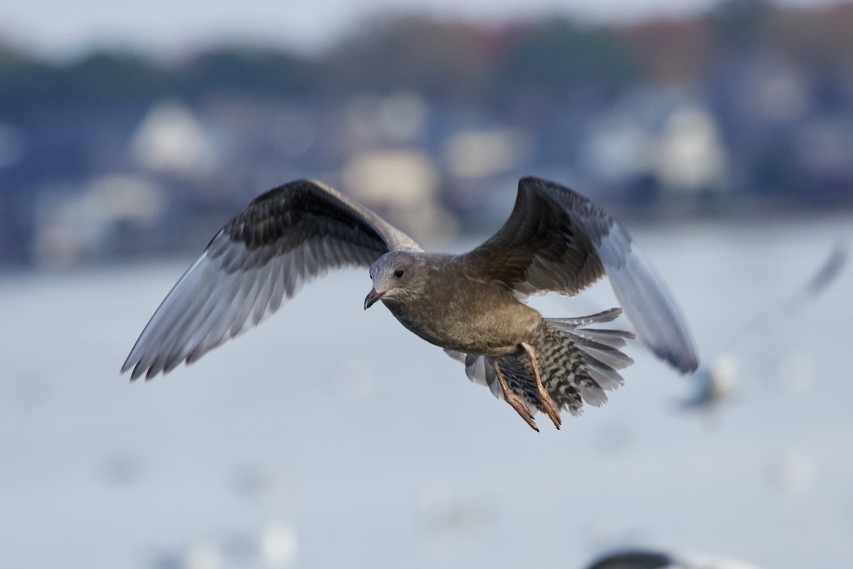 Gaviota Groenlandesa (thayeri) - ML611855457